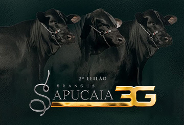 2º LEILÃO BRANGUS SAPUCAIA 3G